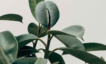 scott-webb-eA2z1JSzZFI-unsplash-scaled.jpg